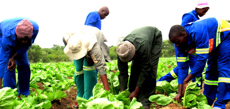 Agricultural Learnerships 2026